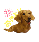 トコとシャネルとその子犬たちスタンプ2！（個別スタンプ：12）
