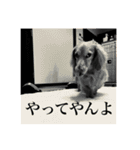 トコとシャネルとその子犬たちスタンプ2！（個別スタンプ：14）