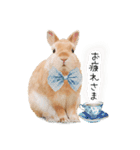 うさぎのムギンプ2（個別スタンプ：15）