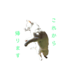 白猫ジジ2（個別スタンプ：11）