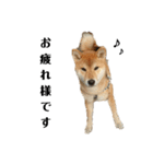 柴犬☆よく使う言葉（個別スタンプ：1）