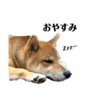 柴犬☆よく使う言葉（個別スタンプ：2）