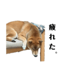 柴犬☆よく使う言葉（個別スタンプ：3）