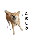 柴犬☆よく使う言葉（個別スタンプ：4）