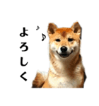 柴犬☆よく使う言葉（個別スタンプ：6）