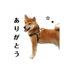 柴犬☆よく使う言葉（個別スタンプ：7）