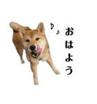 柴犬☆よく使う言葉（個別スタンプ：8）