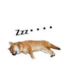柴犬☆よく使う言葉（個別スタンプ：9）