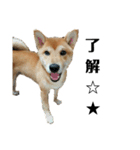 柴犬☆よく使う言葉（個別スタンプ：10）