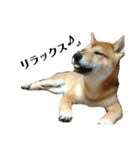 柴犬☆よく使う言葉（個別スタンプ：11）