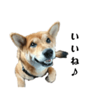 柴犬☆よく使う言葉（個別スタンプ：12）