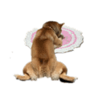 柴犬☆よく使う言葉（個別スタンプ：13）