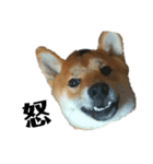 柴犬☆よく使う言葉（個別スタンプ：14）