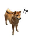 柴犬☆よく使う言葉（個別スタンプ：15）