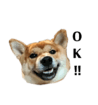 柴犬☆よく使う言葉（個別スタンプ：16）