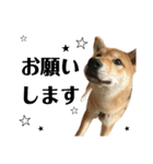 柴犬☆よく使う言葉（個別スタンプ：17）