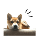 柴犬☆よく使う言葉（個別スタンプ：18）