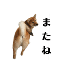 柴犬☆よく使う言葉（個別スタンプ：19）