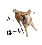 柴犬☆よく使う言葉（個別スタンプ：20）