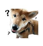 柴犬☆よく使う言葉（個別スタンプ：21）