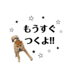 柴犬☆よく使う言葉（個別スタンプ：22）