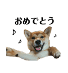 柴犬☆よく使う言葉（個別スタンプ：23）