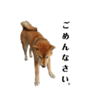 柴犬☆よく使う言葉（個別スタンプ：24）