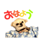 ワンだful☆（個別スタンプ：1）