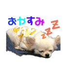 ワンだful☆（個別スタンプ：2）