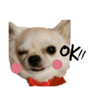 ワンだful☆（個別スタンプ：14）