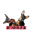 ミニピン ピノ＆ジュニア（個別スタンプ：4）