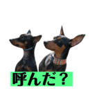 ミニピン ピノ＆ジュニア（個別スタンプ：11）