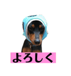 ミニピン ピノ＆ジュニア（個別スタンプ：12）