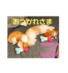 モモイチゴ（個別スタンプ：2）