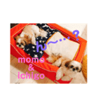 モモイチゴ（個別スタンプ：6）