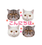 エキゾな猫D＆M（個別スタンプ：1）