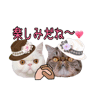 エキゾな猫D＆M（個別スタンプ：16）