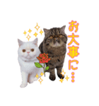 エキゾな猫D＆M（個別スタンプ：27）