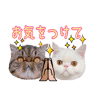 エキゾな猫D＆M（個別スタンプ：28）