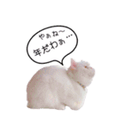 エキゾな猫D＆M（個別スタンプ：34）