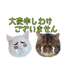 エキゾな猫D＆M（個別スタンプ：38）