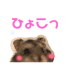 ハムスター好きの為のはっきり系スタンプ。（個別スタンプ：5）