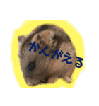 ハムスター好きの為のはっきり系スタンプ。（個別スタンプ：8）
