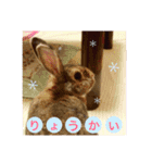 うさぎのぴーちゃんスタンプ（個別スタンプ：2）