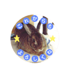 うさぎのぴーちゃんスタンプ（個別スタンプ：4）