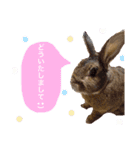 うさぎのぴーちゃんスタンプ（個別スタンプ：5）