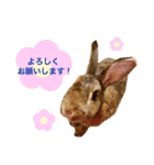 うさぎのぴーちゃんスタンプ（個別スタンプ：6）