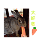 うさぎのぴーちゃんスタンプ（個別スタンプ：7）