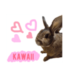 うさぎのぴーちゃんスタンプ（個別スタンプ：9）
