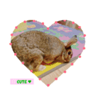 うさぎのぴーちゃんスタンプ（個別スタンプ：10）